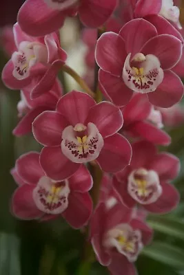 $25 • Buy Cymbidium Templestowe's Charm 'Julie' AM OSCOV/AOC 100mm Pot