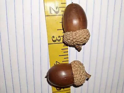 Craft Acorns.12 Large Oak Acorns W/ Caps. NaturalCraft Ready. OAK DIY Ornaments • $11.33