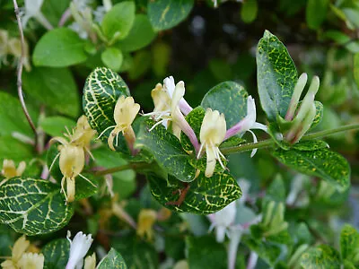 Lonicera Japonica Aureoreticulata Honeysuckle Scented Climbing 9cm 17cm Pot • £9.55