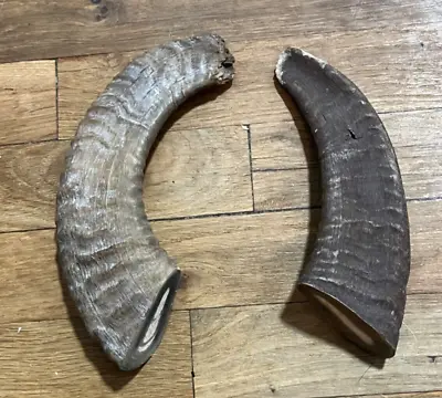 Two Ibex Horn Tips For Knife Scale Or Collectors • $65.50