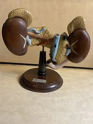 Antique Vintage Anatomical Model HumanPancreas Kidney Liver Clay-Adams Oddities • $395