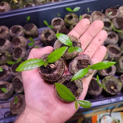 Set Of 4 Miracle Berry Seedlings • $29