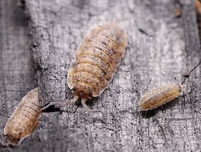 12+ Red Calico Porcellio Scaber Isopods• Bioactive• Reptiles• Insects• • $12