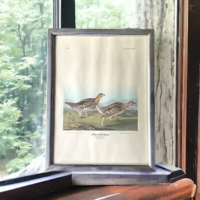 Vintage Audobon Bird Print Framed No. 77 ~ Sharp-Tailed Grouse 13”X 17” Picture • $24.95