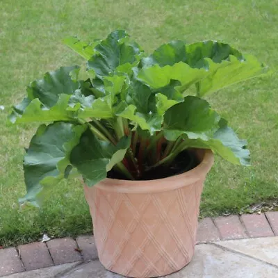 T&M Rhubarb Sanvitos Summer Garden Vegetable Hardy Perennial 9cm Potted Plants • £13.99