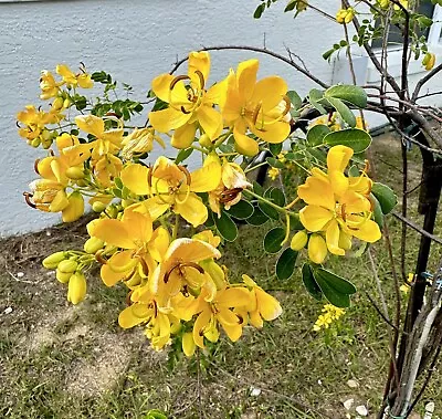 Cassia Tree - Young Tree 10  Tall - Lovely Yellow Blossoms In Fall • $8.99