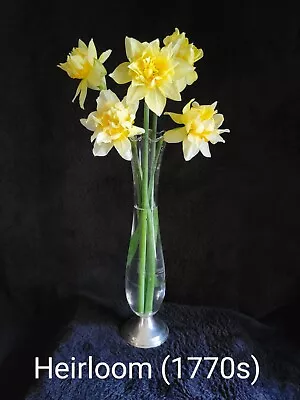 12 HEIRLOOM BUTTER AND EGGS DAFFODIL Flower Bulbs -Dug Upon Order For Freshness • $16.88