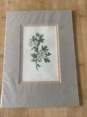 Edwardian Flower Print Of A White Hawthorn Mounted • £9.90