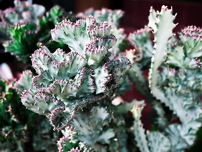 Euphorbia Lactea Ghost Crested • $82.90