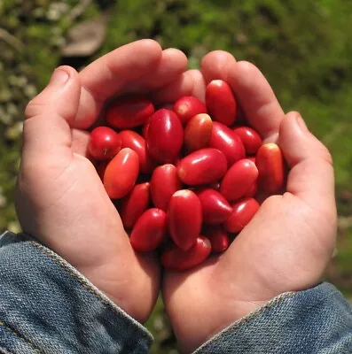 30++ Miracle Berry Fruit Seeds (Synsepalum Dulcificum) 100% Original • $890