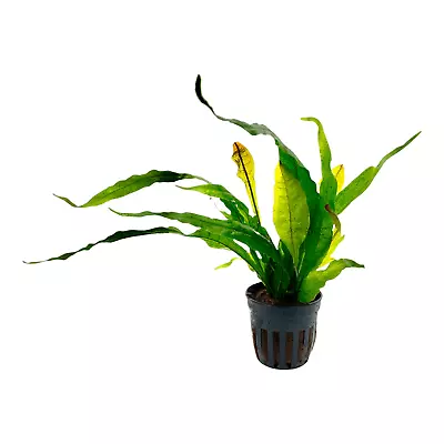 Java Fern Red | Aquarium Plants Factory® • $13.99