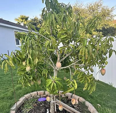 Semi Dwarf GLENN Grafted MANGO Tree 3Gal Pot Ready To Fruit Ship UPS Overnight • $139