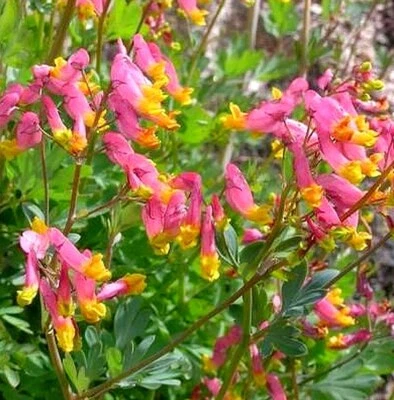 $3 • Buy CORYDALIS SEMPERVIRENS, ROCK HARLEQUIN 50 Seeds