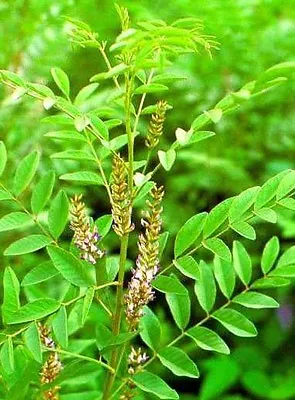 Glycyrrhiza Glabra - 25 Seeds - Liquorice - Medicinal Plant • £1.25