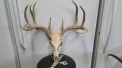 22   Winter Kill  WHITETAIL DEER RACK FULL SKULL Mule Elk Shed Antlers Taxidermy • $250