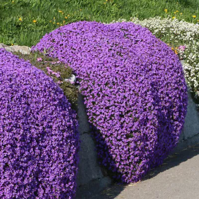 £3.49 • Buy 50 Creeping Thyme Seeds Purple Trailing Basket Rock Cress Mat Forming UK Plant