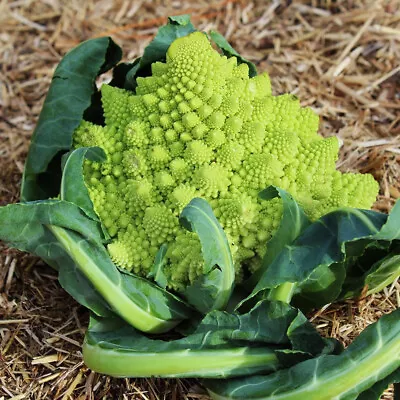 200 Seeds Broccoli Romanesco • $1