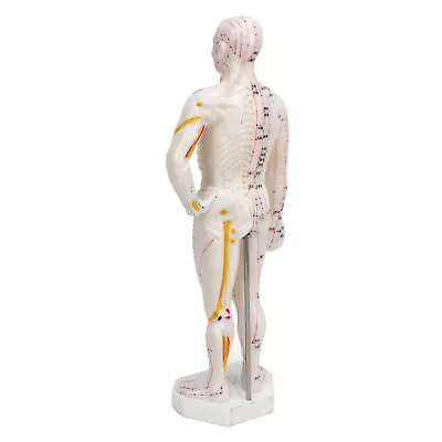Body Acupuncture Model Professional Point Model Human Body Acupuncture ABE • $22.50