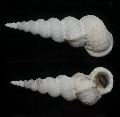 Seashells Epitonium Varicosa WENTLETRAPS 53.5mm F+++ SPIRAL Marine Specimen • $19.95
