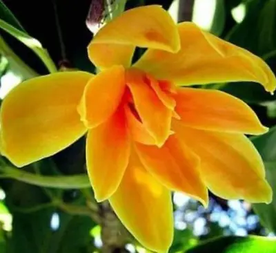 Magnolia Tree Flower Yellow Scented Magnolia Champaca 15 Seeds • £6.20