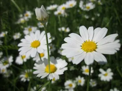 Corn Chamomile 500 Seeds - Wildflower Native English Meadow • £2.59