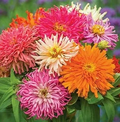 25 Giant Cactus Mix Zinnia Seeds  • £2.39