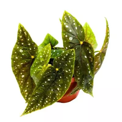 Harmony's Eric Seel Angel Wing 6 Inch Cane Begonia Green White Polkadots • $62.49