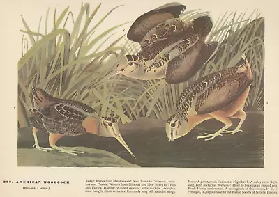 1942 Audubon Print 268 American Woodcock. Vintage Bird Illustration. • $9.49