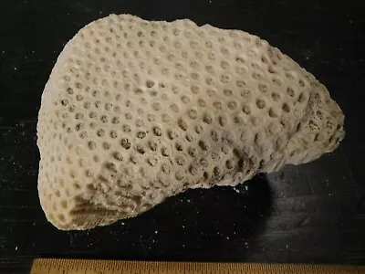 $150 • Buy Brain Coral ~ 8 
