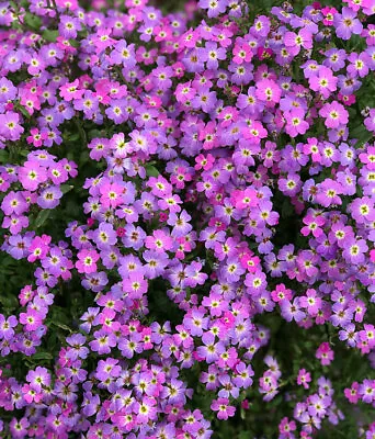 £1.99 • Buy 100  Aubretia Rock Cress Seeds Fountains N' Flowers Hardy Ground Cover Plant