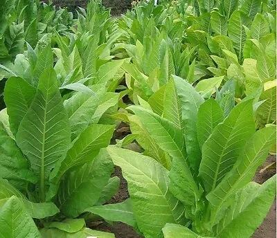Very Rare Trabzon Aromatic Tobacco - 20 Seeds • £2.99