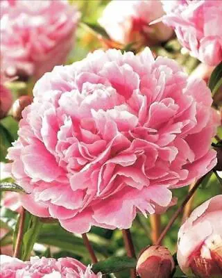 Bulb/Tuber/Root Pink Peony Paeonia Lactiflora Quality Summer Flowering Perennial • £4.95