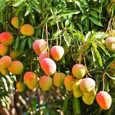 Mango Alphonso Tropical (Mangifera Indica) Live Fruit Tree Seedling (10 -24 ) • $33.89
