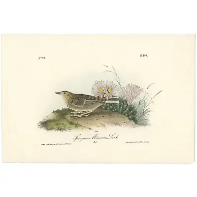 Audubon Birds Octavo 1st Ed 1840 H/c Lithograph Pl 486 Sprague's Missouri Lark • $41.60