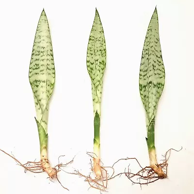 3 X Sansevieria Trifasciata Snake Plants Mother-in-law´s Tongue 30cm Green • $27