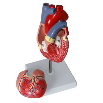 1:1 Human Heart Model B-color Ultrasound Medical Cardiology Cardiac Anatomy • $32.29