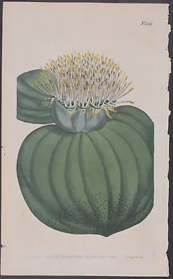 Curtis - Prickly-Leaved Massonia. 559 - 1787-1800's The Botanical Magazine • $45