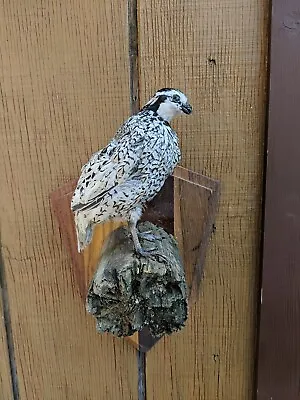 Mexican Speckled Quail • $129