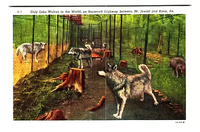 Postcard PA Only Lobo Wolves In The World Roosevelt Highway Mt Jewett And Kane • $6.65