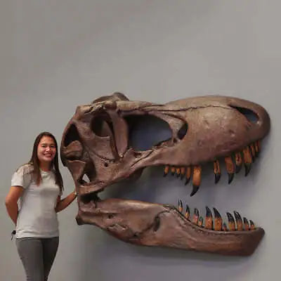 Hanging T-Rex Skull Wall Decor Life Size Resin Statue Jurassic Theme Display • $1608.85