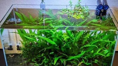 Java Fern Microsorum Pteropus Driftwood Live Aquarium Plants • $17.79