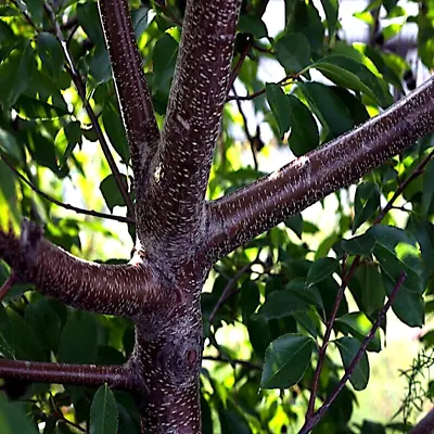 Black Cherry Tree Seeds (Prunus Serotina) Hardy-3 Fast Fall Color Flower Plant • $6.25