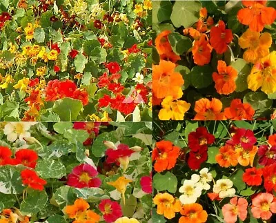 Nasturtium LANDSCAPER’S PACK DWARF Edible Flowers Bulk Non-GMO USA 100 Seeds • $6.98