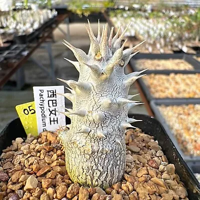 2-3cm Pachypodium densiflorum Rare And Beautiful Succulent Plants Have Hardened • $22.85