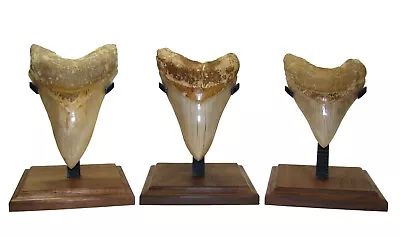 MEGALODON SHARK TOOTH - DISPLAY STAND - Size MEDIUM - REAL WOOD BASE • $25