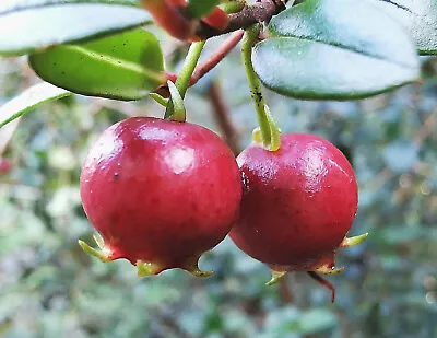 Rare Chilean Myrtle Or Cranberry UGNI MOLINAE Evergreen Shrub Red Berries 8cm • £7.90