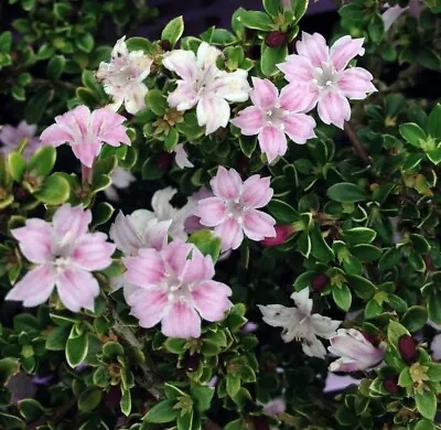 Serissa Tree Pink Mountain House Plant Fairy Garden Plant Bonsai 2.5  Pot  • $12.95