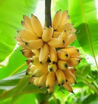 Dwarf Orinoco Musa Banana - 1 Plant Tree —Edible-3 Inches - LOWEST PRICE • $9.99