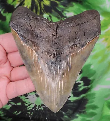 Megalodon Sharks Tooth 4 11/16  Inch BEAUTY!  Fossil Sharks Teeth Tooth • $31