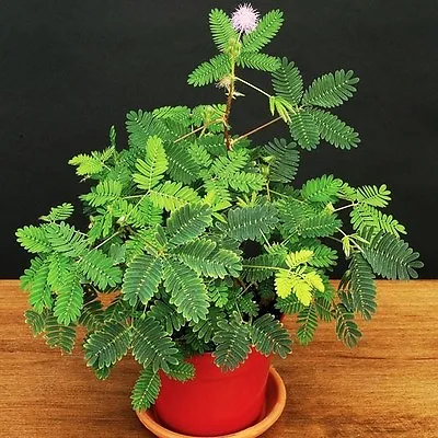 Sensitive Plant Mimosa Pudica Sleepy Bush Fern Bonsai Powder Puff Seed 20 Seeds • $8.99